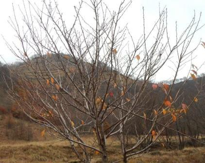 2015_1118_141808dscn2157