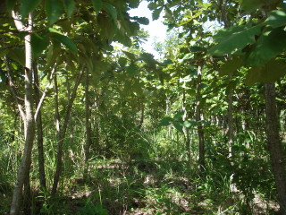 Dsc01377