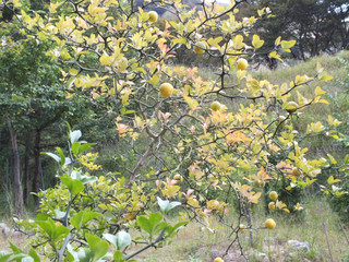 Photo_6
