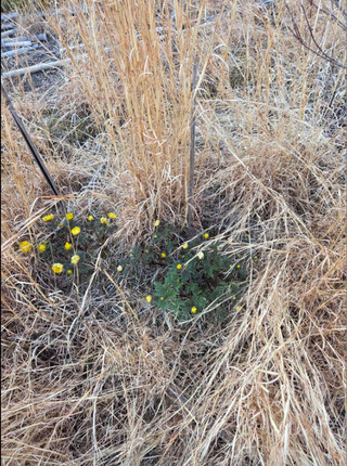 Screenshot_20260317_184554_line