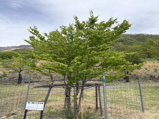 Image5_1