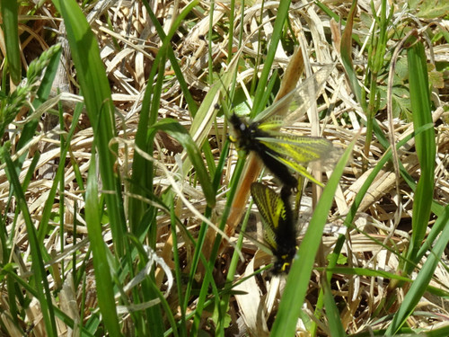 Dsc003401