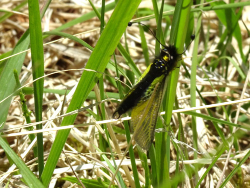 Dsc003581