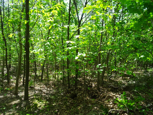 Dsc00984_2