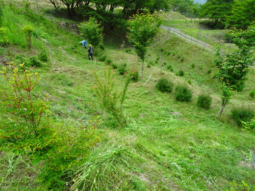 Dsc01717