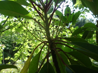 Dsc01406