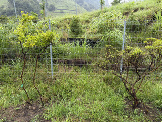 S__63512590 S__63512590