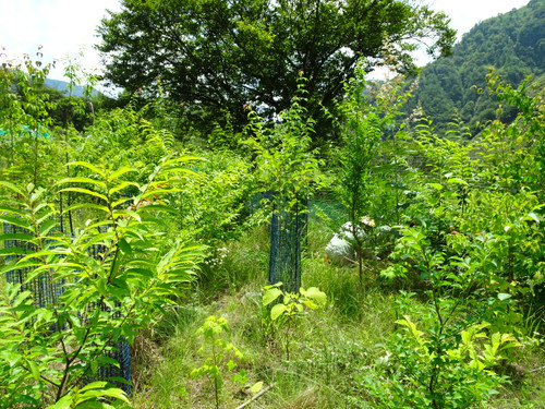 Dsc03315