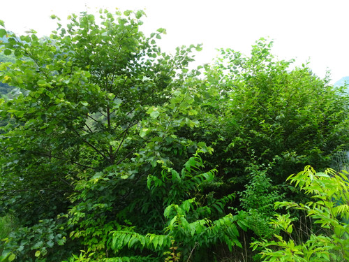 Dsc03317