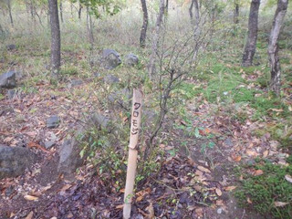 Photo_5